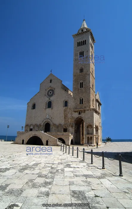  : Geografie, Italien, Apulien, Trani, Kirchen, Kathedrale
