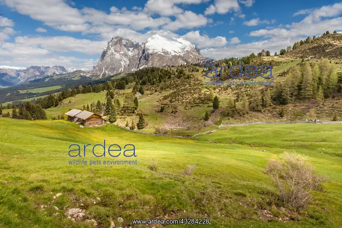 : Geografie, Italien, Bergwiesen auf : Geografie, Italien, Bergwiesen auf