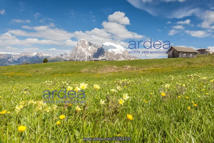 : Geografie, Italien, Bergwiesen auf : Geografie, Italien, Bergwiesen auf