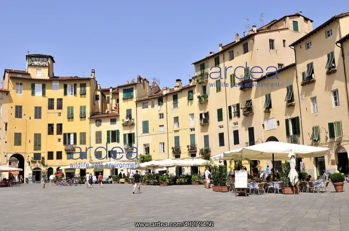 : Geografie, Italien, Hauptplatz von Lucca, Toskana : Geografie, Italien, Hauptplatz von Lucca, Toskana