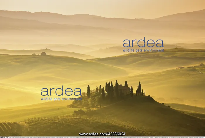 : Geografie, Italien, H??gellandschaft mit Getreidefelder : Geografie, Italien, H??gellandschaft mit Getreidefelder