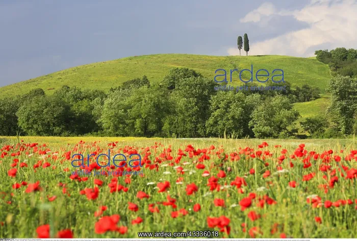 : Geografie, Italien, H??gellandschaft mit Mohnblumen : Geografie, Italien, H??gellandschaft mit Mohnblumen