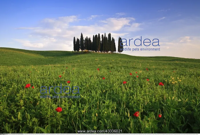 : Geografie, Italien, H??gellandschaft mit Mohnblumen : Geografie, Italien, H??gellandschaft mit Mohnblumen