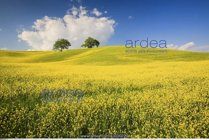 : Geografie, Italien, H??gellandschaft mit Mohnblumen : Geografie, Italien, H??gellandschaft mit Mohnblumen