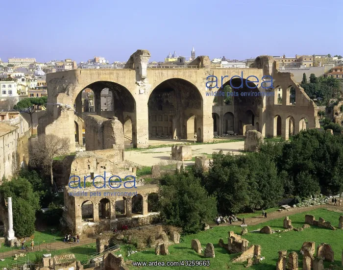 : Geografie, Italien, Rom, Foren, Forum Romanum, Maxentiusbasi : Geografie, Italien, Rom, Foren, Forum Romanum, Maxentiusbasi