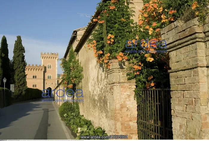  : Geografie, Italien, Toskana, Kastell Bolgheri, Festung