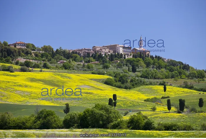  : Geografie, Italien, Toskana, Pienza, Stadtansicht