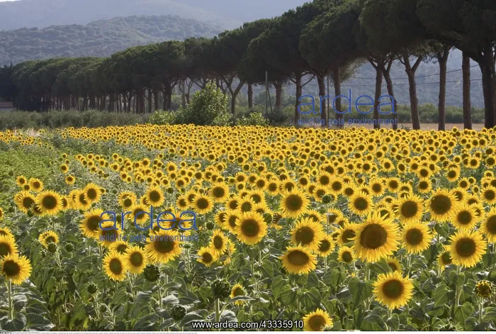  : Geografie, Italien, Toskana, Region Maremma, Sonnenblumenfel