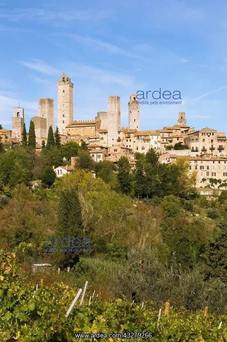 : Geografie, Italien, Toskana, San Gimignano, Ortsansicht : Geografie, Italien, Toskana, San Gimignano, Ortsansicht