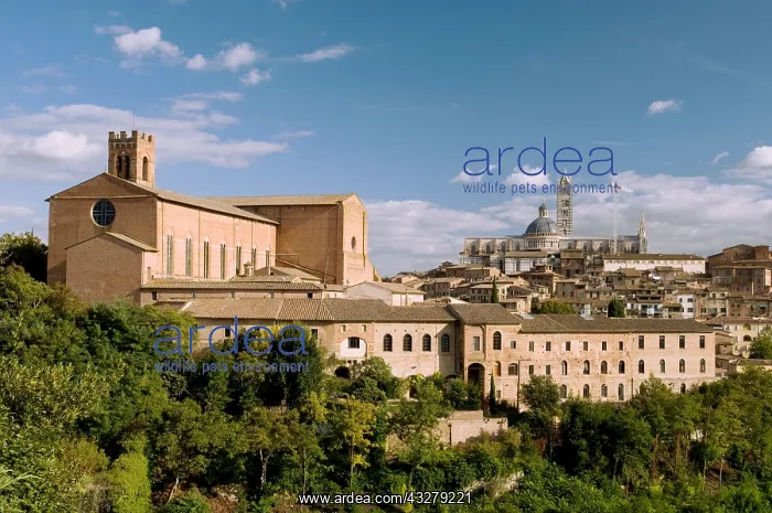 : Geografie, Italien, Toskana, Siena, Stadtansicht : Geografie, Italien, Toskana, Siena, Stadtansicht