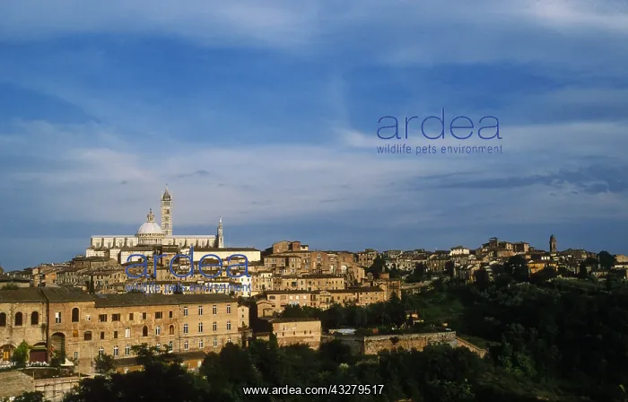  : Geografie, Italien, Toskana, Siena, Stadtansicht
