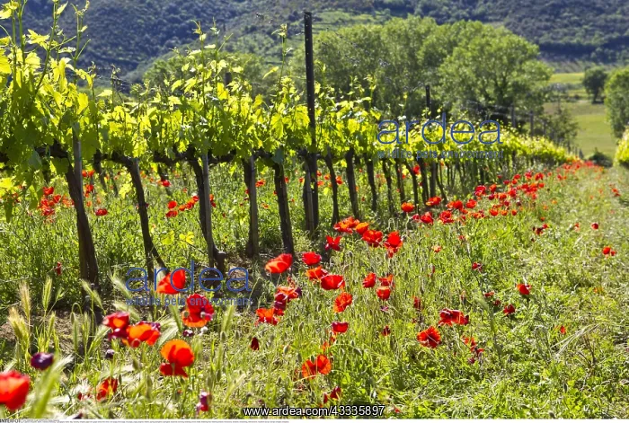 : Geografie, Italien, Toskana, Weinberg, - geography : Geografie, Italien, Toskana, Weinberg, - geography