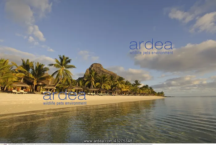 : Geografie, Mauritius, Le Morne, Hotel Paradis, Strand : Geografie, Mauritius, Le Morne, Hotel Paradis, Strand