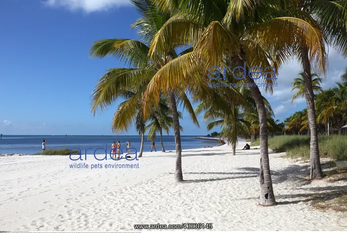: Geografie, USA, Florida, Key West, Smathers Beach : Geografie, USA, Florida, Key West, Smathers Beach
