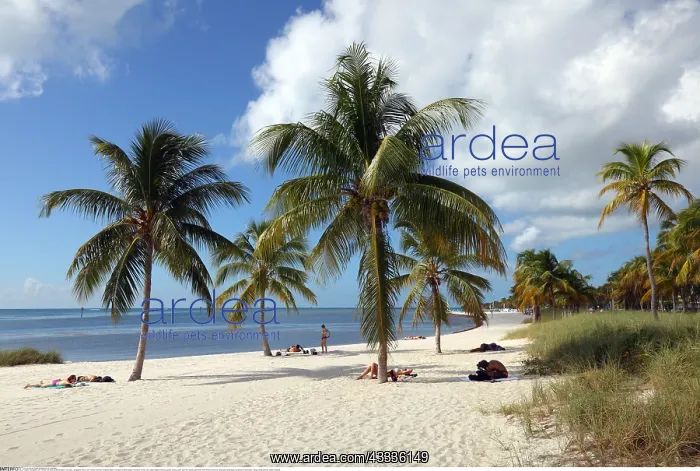 : Geografie, USA, Florida, Key West, Smathers Beach : Geografie, USA, Florida, Key West, Smathers Beach