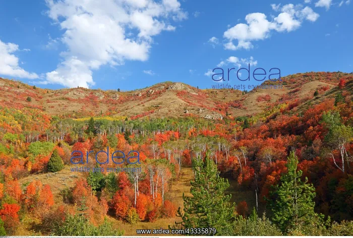 : Geografie, USA, Idaho, Swan Valley, Herbstliche : Geografie, USA, Idaho, Swan Valley, Herbstliche