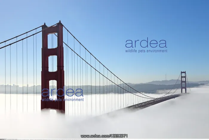 : Geografie, USA, Kalifornien, Golden Gate Bridge : Geografie, USA, Kalifornien, Golden Gate Bridge