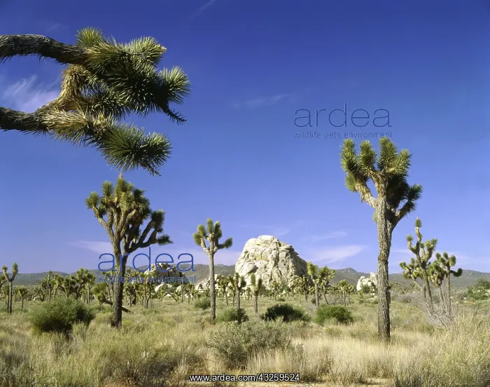 : Geografie, USA, Kalifornien, Joshua Tree National : Geografie, USA, Kalifornien, Joshua Tree National
