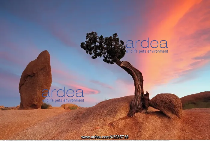 : Geografie, USA, Kalifornien, Joshua Tree Nationalpark : Geografie, USA, Kalifornien, Joshua Tree Nationalpark