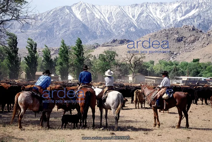 : Geografie, USA, Kalifornien, Lone Pine, Vieh Ranch : Geografie, USA, Kalifornien, Lone Pine, Vieh Ranch