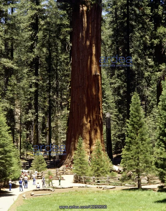 : Geografie, USA, Kalifornien, Sequoia National Park : Geografie, USA, Kalifornien, Sequoia National Park