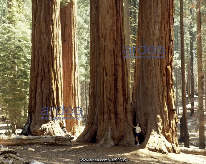 : Geografie, USA, Kalifornien, Sequoia National Park : Geografie, USA, Kalifornien, Sequoia National Park