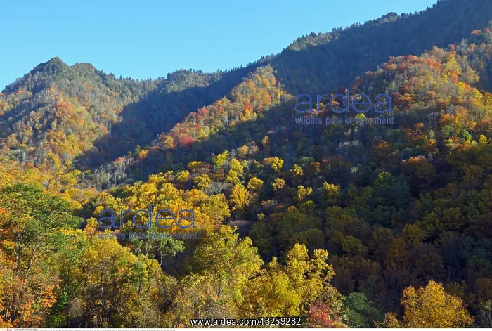 : Geografie, USA, Tennessee, Smoky Mountains, Overlook : Geografie, USA, Tennessee, Smoky Mountains, Overlook