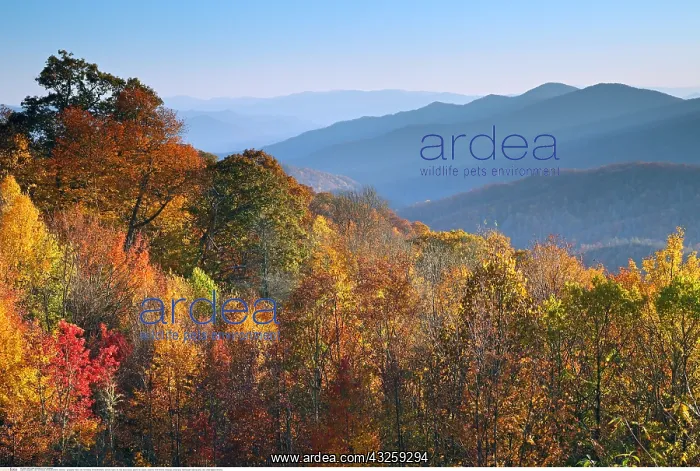 : Geografie, USA, Tennessee, Smoky Mountains, Overlook : Geografie, USA, Tennessee, Smoky Mountains, Overlook