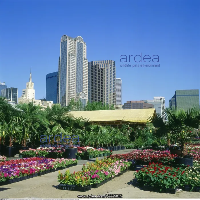 : Geografie, USA, Texas, Dallas, Stadtansichten, Blick : Geografie, USA, Texas, Dallas, Stadtansichten, Blick