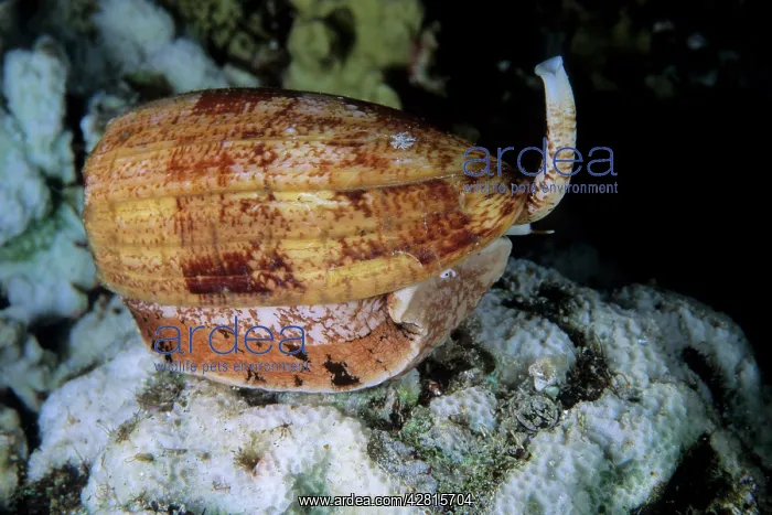 : Geographic cone, Conus geographus, Walindi island, West New : Geographic cone, Conus geographus, Walindi island, West New
