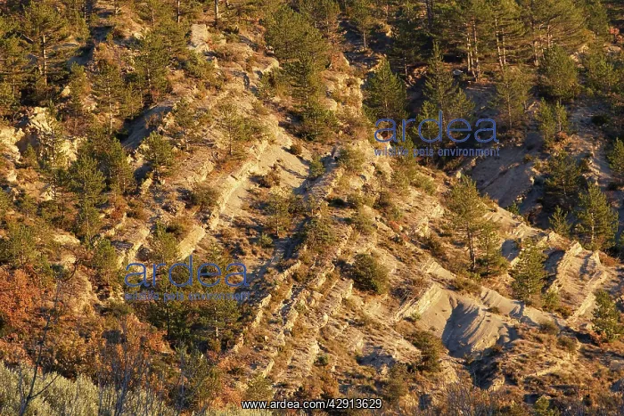 : Geographical folds, The Baronnies, Drome, France : Geographical folds, The Baronnies, Drome, France