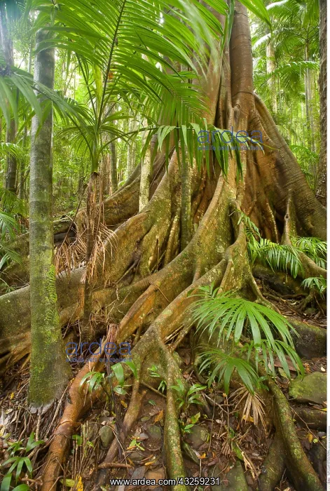 : geography / travel, Australia, Queensland, Greens : geography / travel, Australia, Queensland, Greens