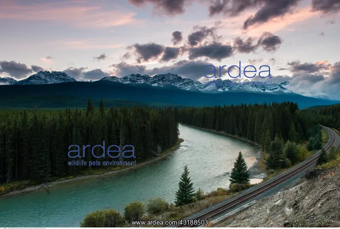: geography / travel, Canada, Bow River, Bow Valley : geography / travel, Canada, Bow River, Bow Valley