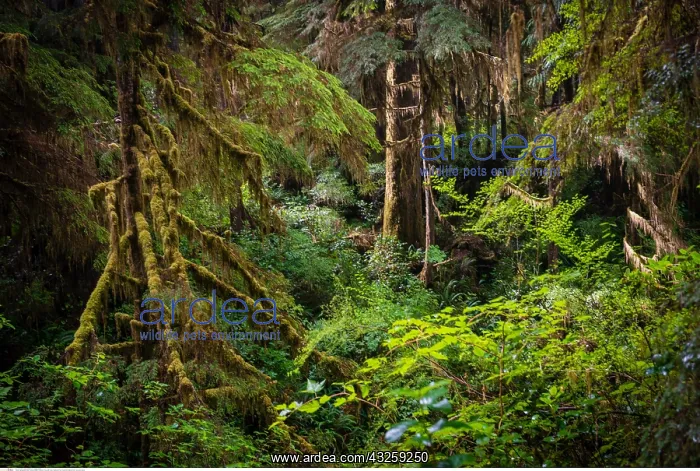 : geography / travel, Canada, British Columbia, Trees : geography / travel, Canada, British Columbia, Trees