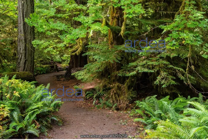 : geography / travel, Canada, Cathedral Grove, Pacific : geography / travel, Canada, Cathedral Grove, Pacific