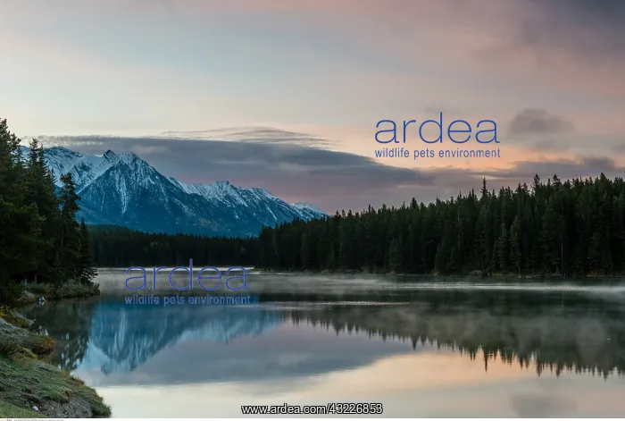 : geography / travel, Canada, Johnson Lake, Banff : geography / travel, Canada, Johnson Lake, Banff