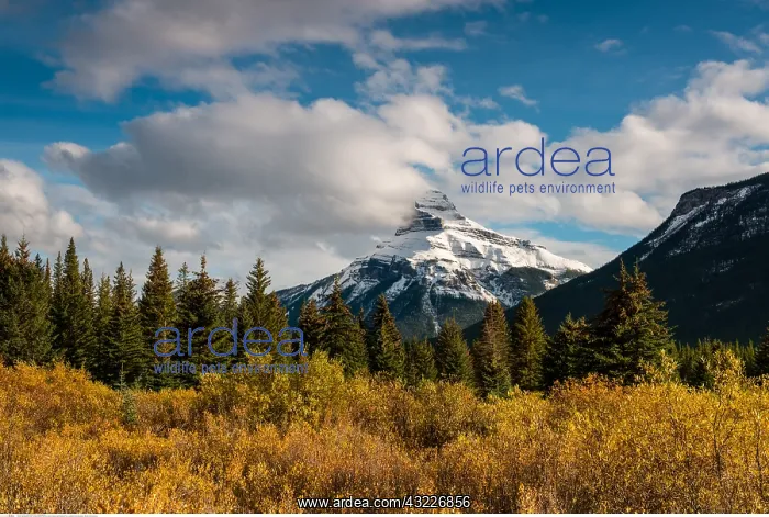 : geography / travel, Canada, Mount Pilot, Bow Valley : geography / travel, Canada, Mount Pilot, Bow Valley