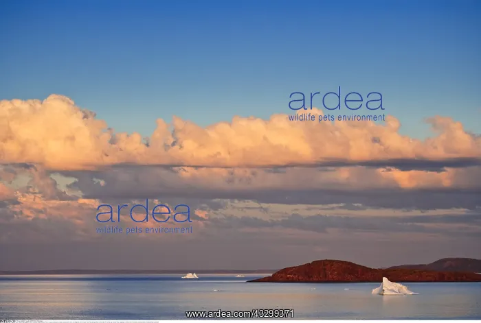 : geography / travel, Canada, Newfoundland, Fleur : geography / travel, Canada, Newfoundland, Fleur