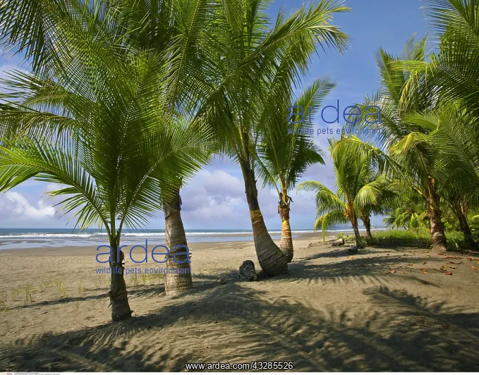 : geography / travel, Costa Rica, Coconut Palm trees : geography / travel, Costa Rica, Coconut Palm trees