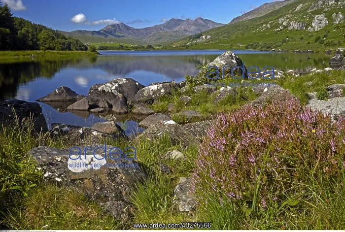 : geography / travel, Great Britain, Wales, Near Capel : geography / travel, Great Britain, Wales, Near Capel