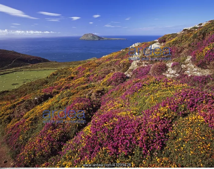 : geography / travel, Great Britain, Wales, Near Aberdaron : geography / travel, Great Britain, Wales, Near Aberdaron