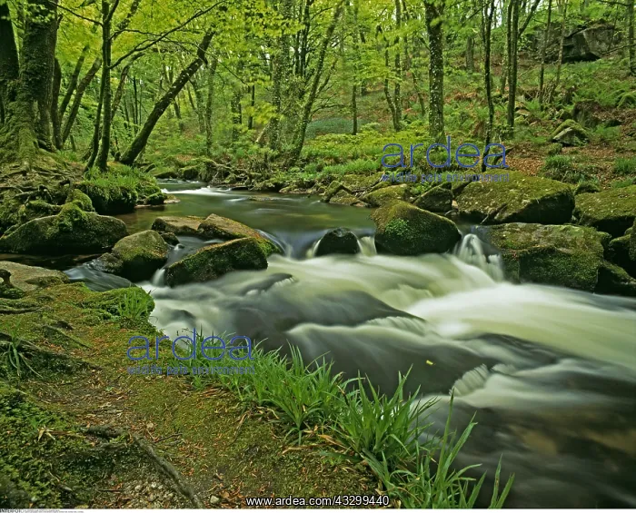 : geography / travel, Great Britain, England, Golitha : geography / travel, Great Britain, England, Golitha
