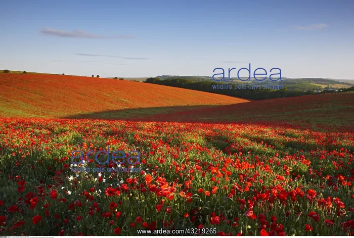 : Geography / travel, Great Britain, England, East : Geography / travel, Great Britain, England, East