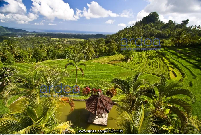 : geography / travel, Indonesia, Bali, terraced rice : geography / travel, Indonesia, Bali, terraced rice
