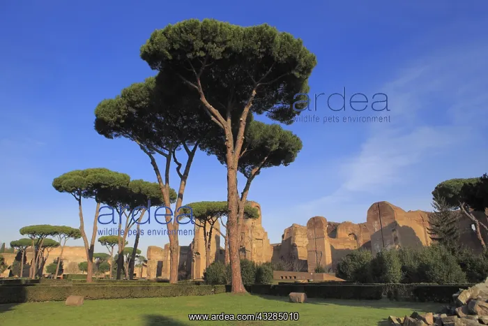 : geography / travel, Italy, Baths of Caracalla (217) : geography / travel, Italy, Baths of Caracalla (217)