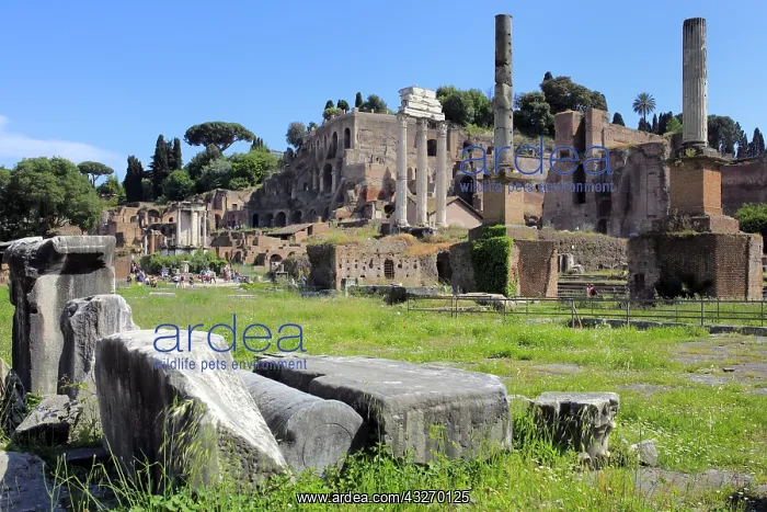 : geography / travel, Italy, Palatine Hill, Roman : geography / travel, Italy, Palatine Hill, Roman