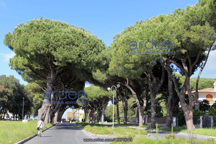 : geography / travel, Italy, Pine alley, Sabaudia : geography / travel, Italy, Pine alley, Sabaudia