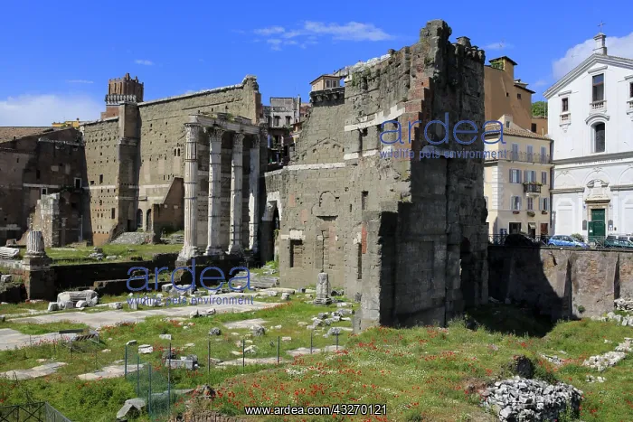 : geography / travel, Italy, Roman Forum, Rome : geography / travel, Italy, Roman Forum, Rome
