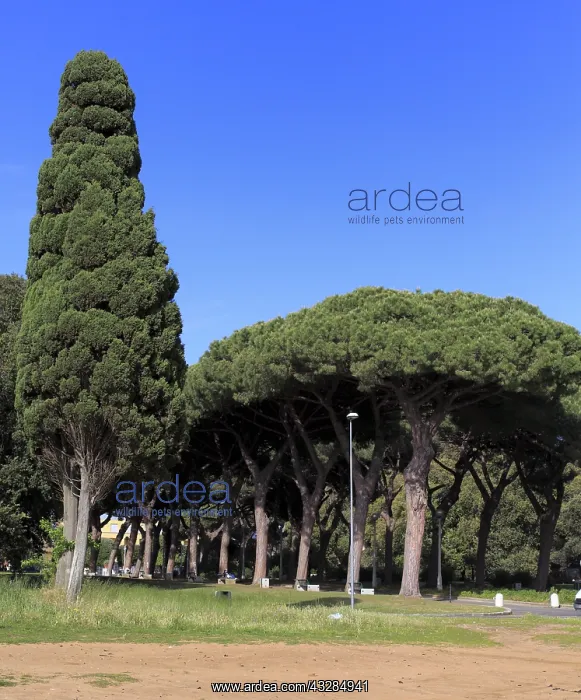: geography / travel, Italy, Sabaudia, Lazio : geography / travel, Italy, Sabaudia, Lazio