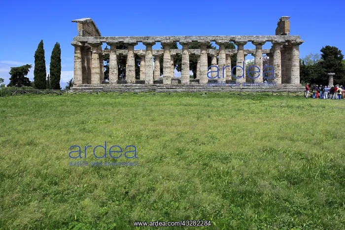 : geography / travel, Italy, Temple of Athena (500 : geography / travel, Italy, Temple of Athena (500